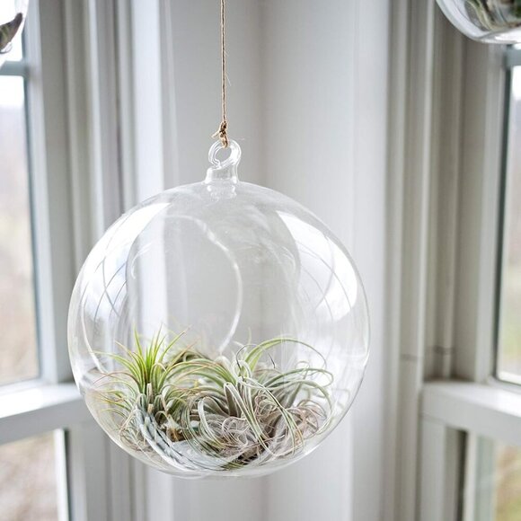 WGV Hanging Terrarium Globe, Width 8", Height 9", DIY Air Succulent Planter, Cle - Picture 9 of 9